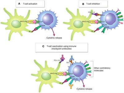 Immune checkpoint inhibitors in advanced and recurrent/metastatic cervical cancer